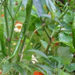 Complete Organic Gardening