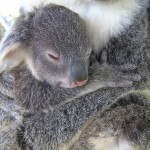 Baby Koala