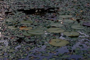 Photo of Lily pads from web video shoot