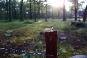 Photo of afternoon sun in woods